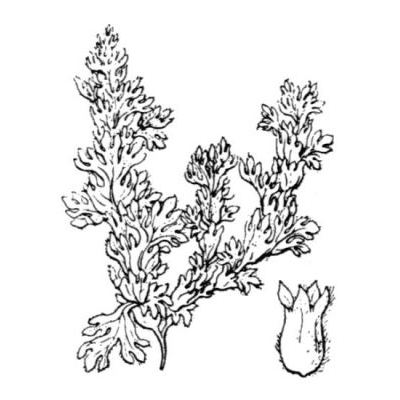 Aphanes minutiflora (Azn.) Holub 