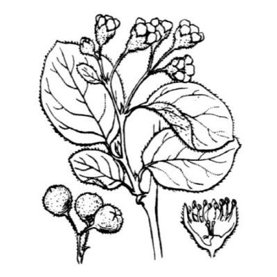 Cotoneaster tomentosus (Aiton) Lindl. 