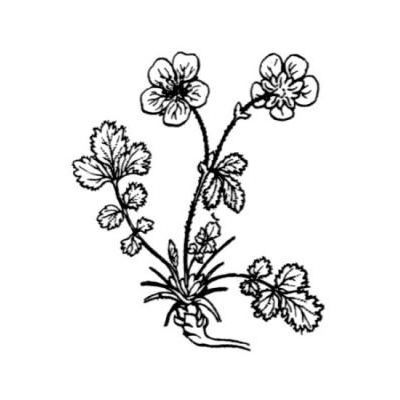 Potentilla rupestris L. subsp. corsica (Soleirol ex Lehm.) Rouy & E.G. Camus 