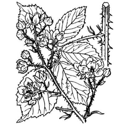 Rubus adscitus Genev. 
