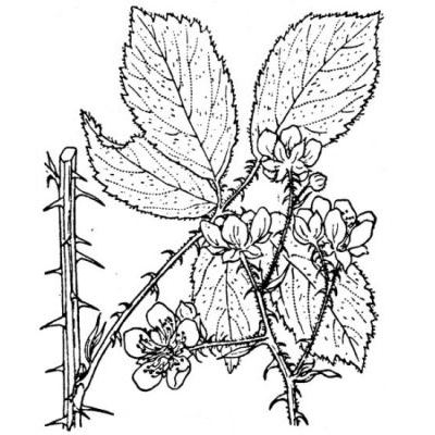 Rubus divaricatus P. J. Müll. 