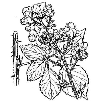 Rubus montanus Lib. ex Lej. 