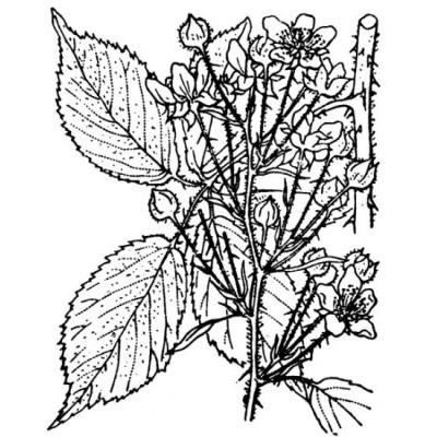 Rubus foliosus Weihe 