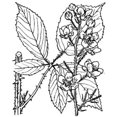 Rubus incanescens (DC.) Bertol. 