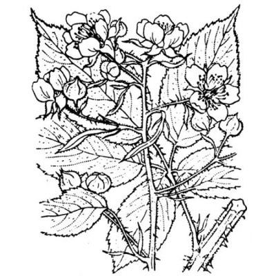 Rubus macrophyllus Weihe & Nees 