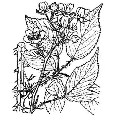 Rubus questieri Lefèvre & P. J. Müll. 