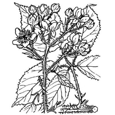 Rubus radula Weihe 