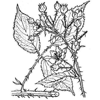Rubus schleicheri Weihe ex Tratt. 