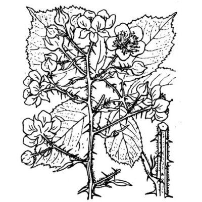 Rubus vestitus Weihe 