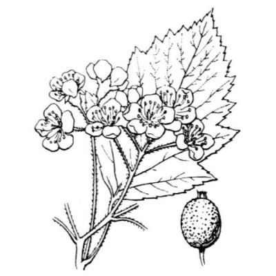 Sorbus latifolia (Lam.) Pers. 