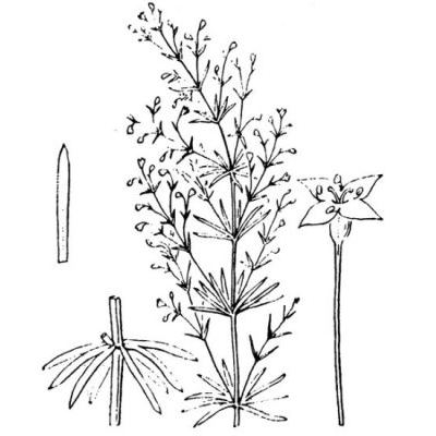 Asperula purpurea (L.) Ehrend. subsp. purpurea 