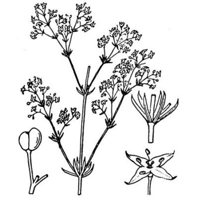 Galium lucidum subsp. cinereum (All.) O. Bolòs & Vigo 
