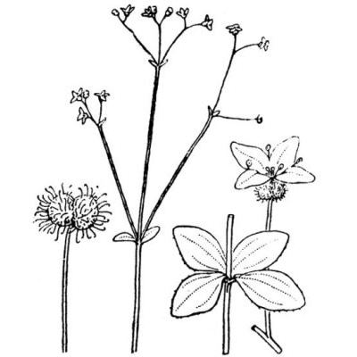 Galium rotundifolium L. 