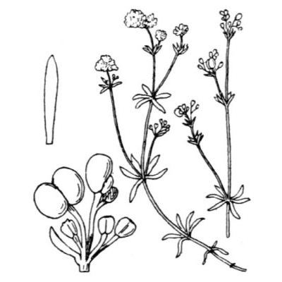 Galium saxosum (Chaix) Breistr. 