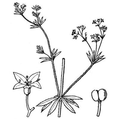 Galium uliginosum L. 