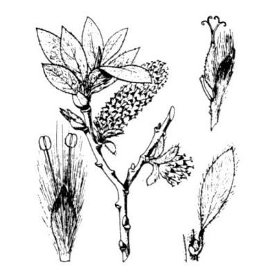 Salix helvetica Vill. 