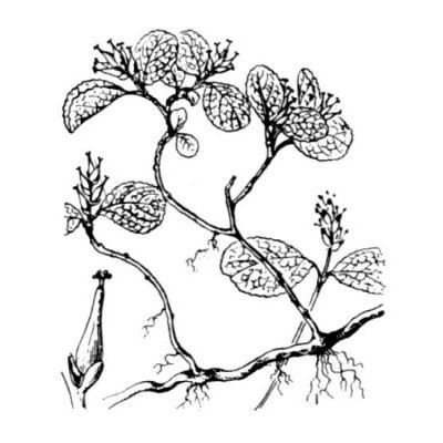 Salix herbacea L. 