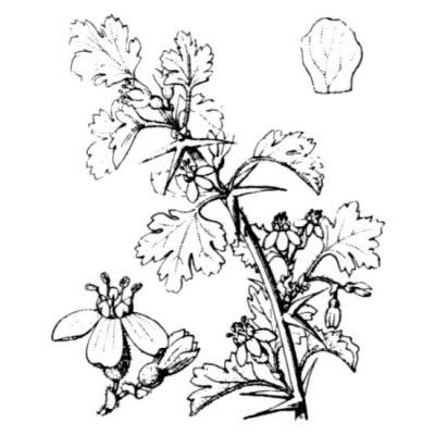 Ribes uva-crispa L. 