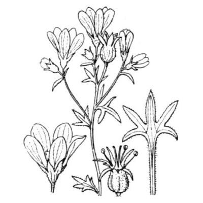 Saxifraga pedemontana subsp. cervicornis (Viv.) Engl. 