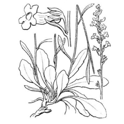 Anarrhinum corsicum Jord. & Fourr. 