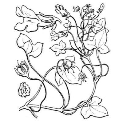 Cymbalaria hepaticifolia (Poir.) Wettst. 
