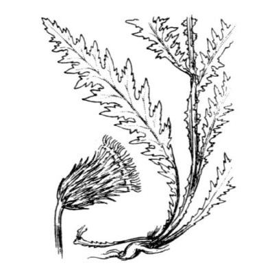 Carduus defloratus subsp. medius (Gouan) Bonnier 