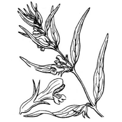 Melampyrum sylvaticum L. 