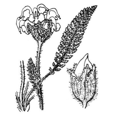 Pedicularis cenisia Gaudin 