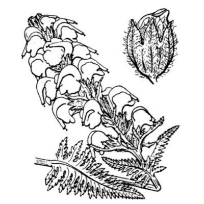 Pedicularis rostratospicata subsp. helvetica (Steininger) O. Schwarz 