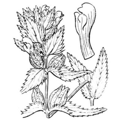 Rhinanthus angustifolius C. C. Gmel. 