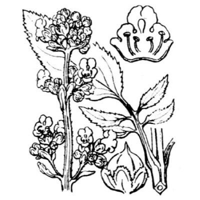 Scrophularia auriculata L. 