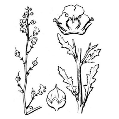 Scrophularia ramosissima Loisel. 