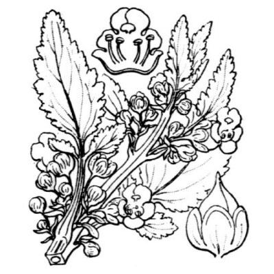 Scrophularia trifoliata L. 
