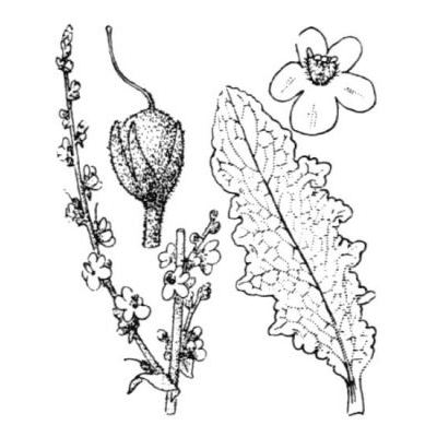 Verbascum sinuatum L. 