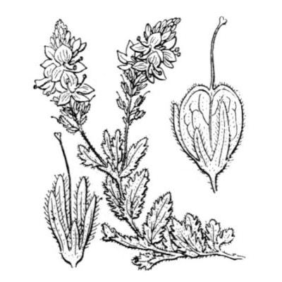 Veronica austriaca subsp. teucrium (L.) D. A. Webb 