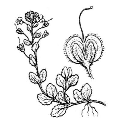 Veronica serpyllifolia subsp. humifusa (Dicks.) Syme 