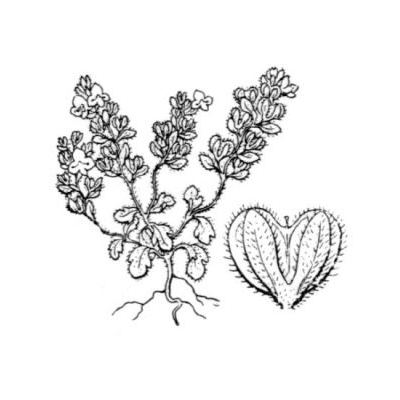 Veronica verna subsp. brevistyla (Moris) Rouy 
