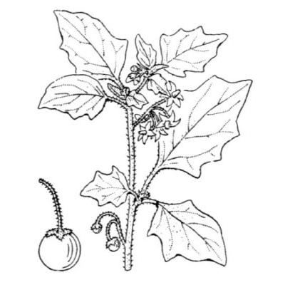 Solanum villosum Mill. subsp. villosum 