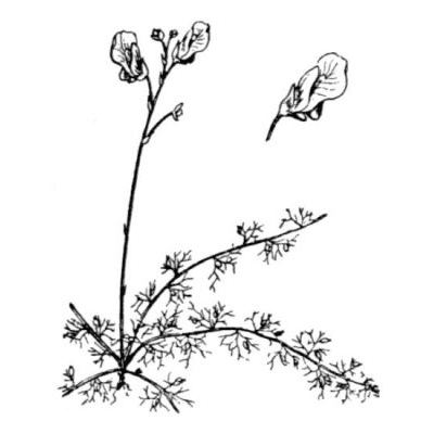 Utricularia minor L. 