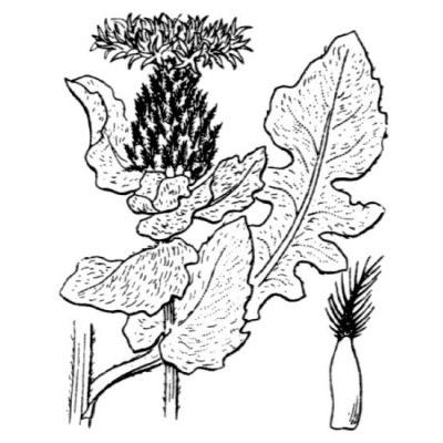 Centaurea jordaniana subsp. balbisiana (Soldano) Kerguélen 