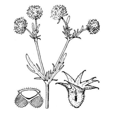 Valerianella discoidea (L.) Loisel. 