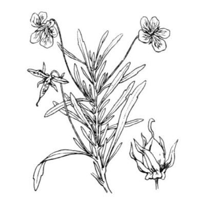 Viola arborescens L. 