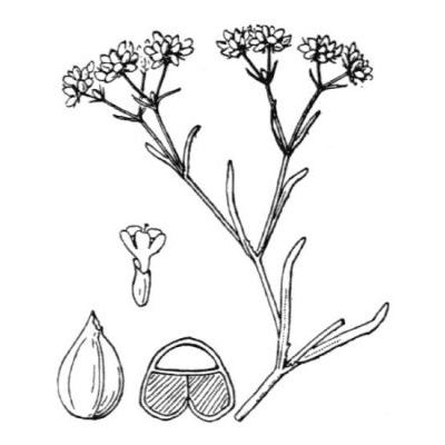 Valerianella dentata (L.) Pollich forma rimosa 