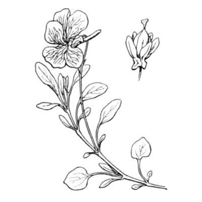 Viola cenisia L. 