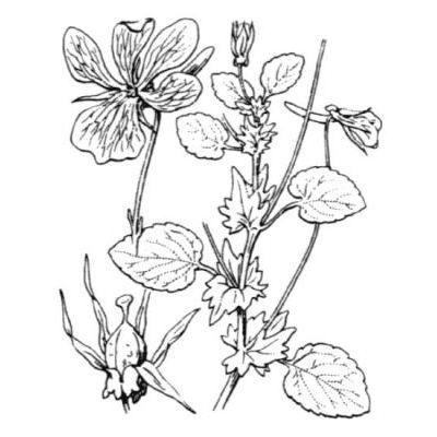 Viola cornuta L. 