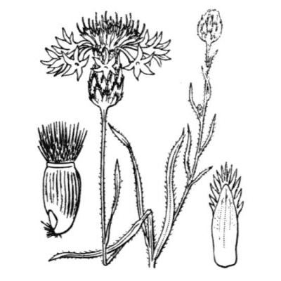 Centaurea cyanus L. 