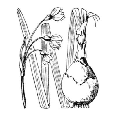 Leucojum aestivum subsp. pulchellum (Salisb.) Briq. 