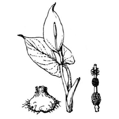 Arum pictum L. f. 