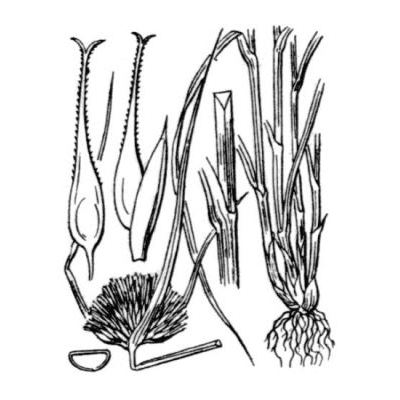 Carex bohemica Schreb. 