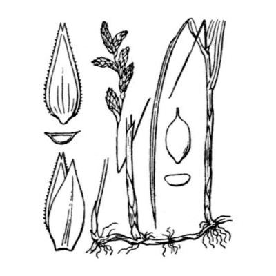 Carex brizoides L. 